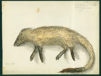 Mongoose, 1872 (wc och penna på papper)